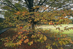 写真エッセイ：黄紅葉３題の３：欅