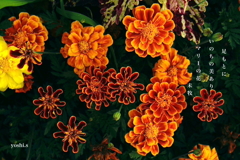 写真句：道端の花19：いのちの美