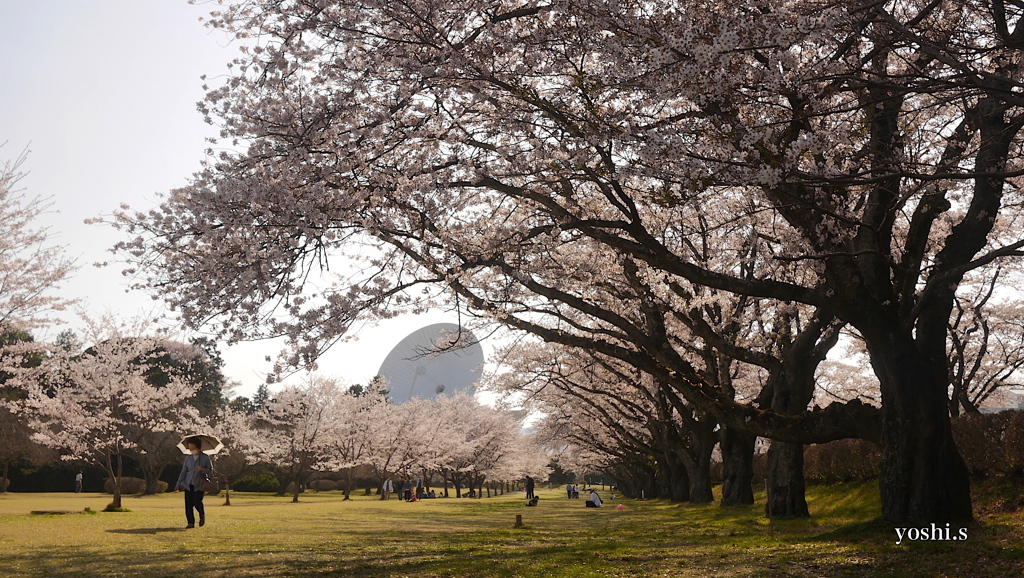 写真句：桜17：さくら公園８：NTW339