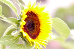 街を彩る花：太陽の花