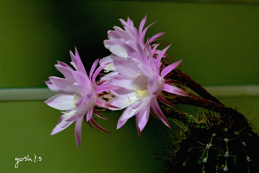写真エッセイ： Midnight blooming２：速報