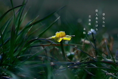 写真句：佳人あり