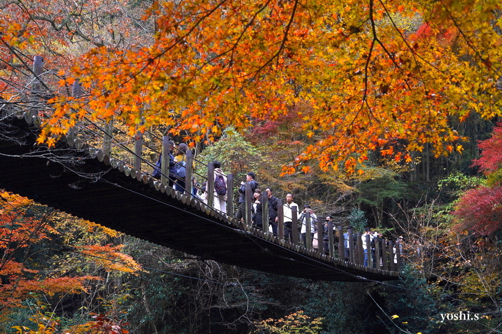 写真エッセイ：花貫渓谷紅葉狩り2023 その11：吊り橋３：NTW457