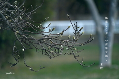 写真句：こぶしの蕾