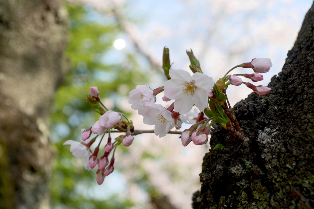 写真掌編：桜の下で 20：燃え始めたいのち