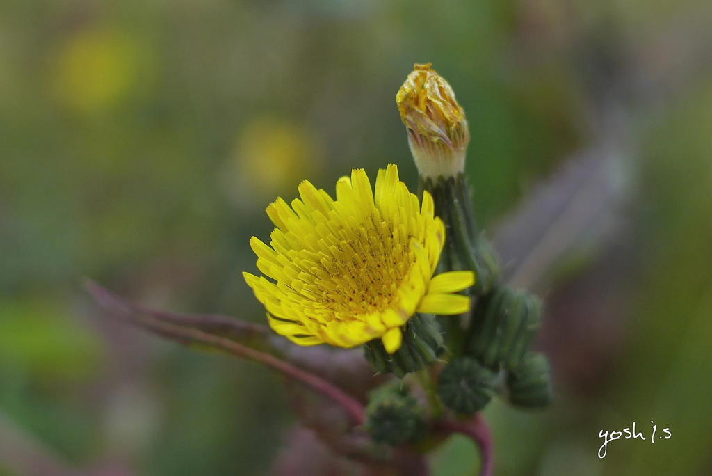 写真句：野辺の花：投稿７周年