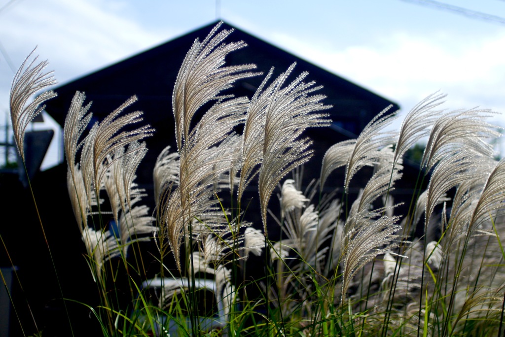 秋の日 2：すすき