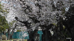 写真句歌：桜８：老い桜