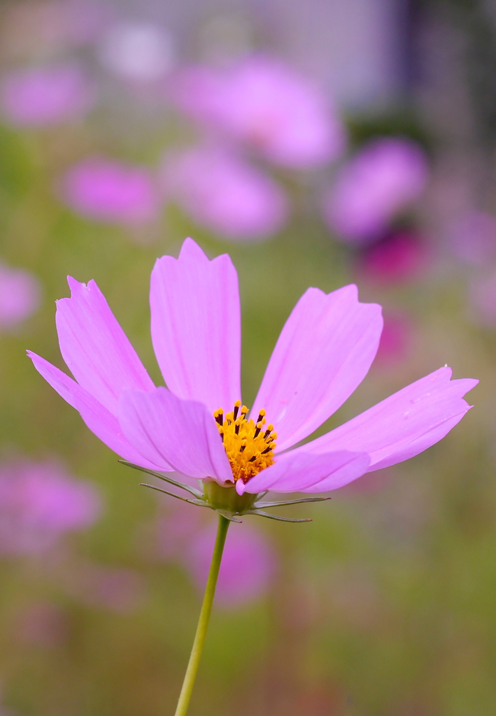 秋桜３（投稿1005枚目）