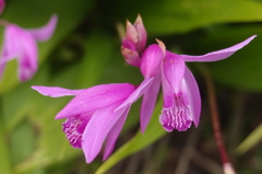 紫蘭４：Love Love 番外編／もう、シラン！　