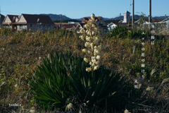 写真句：海で：ユッカ