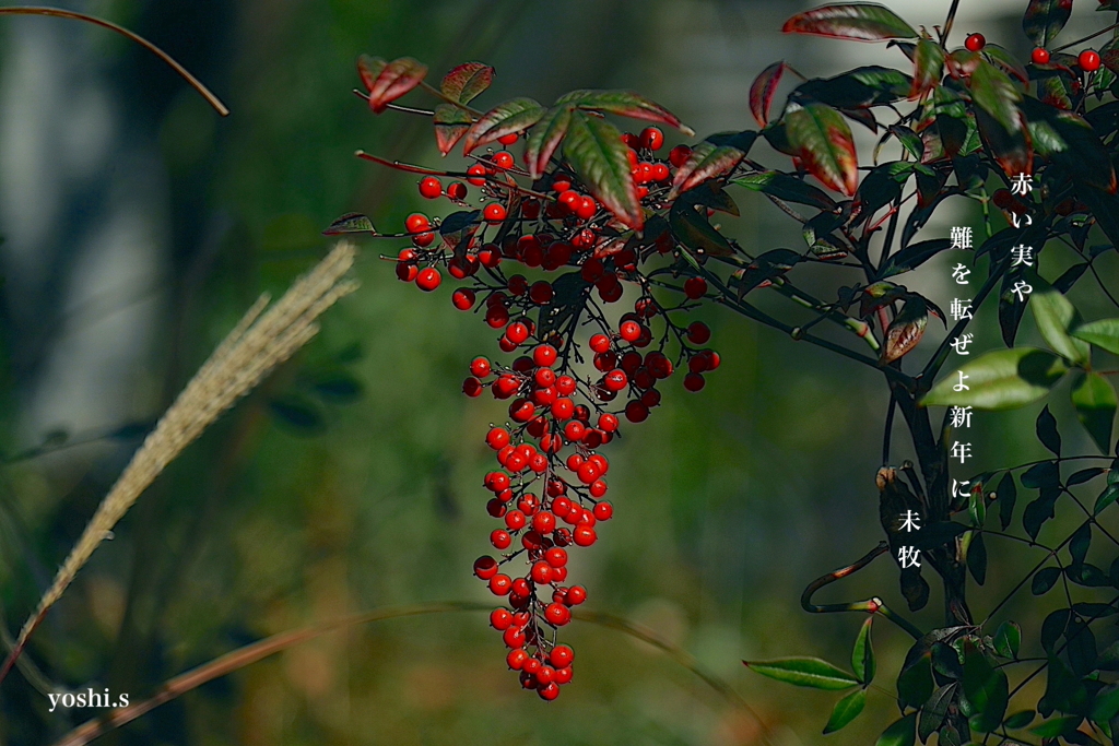 写真句：南天の実