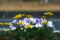 写真句：足元の春