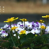 写真句：足元の春