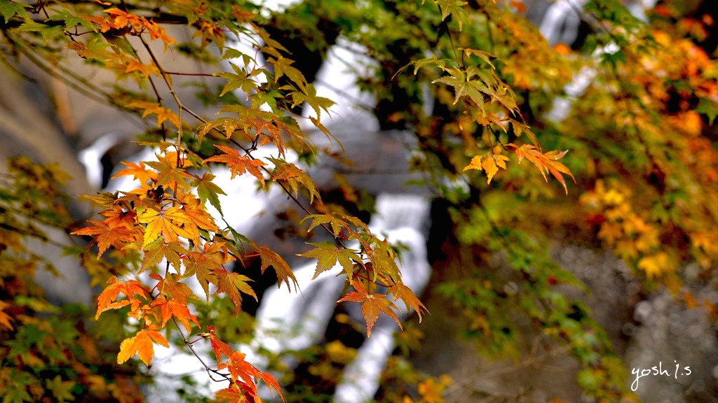 写真句：袋田の秋11：滝に紅葉