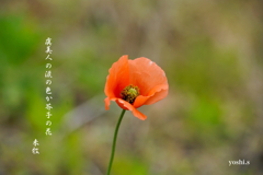 写真句：虞美人草