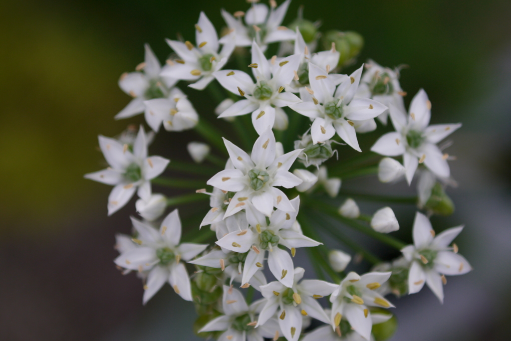 韮の花その２：ニラの宇宙