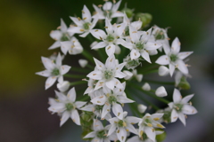 韮の花その２：ニラの宇宙