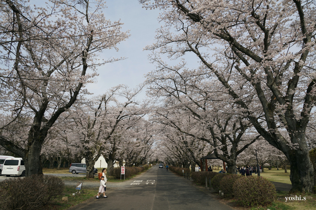 写真エッセイ：さくら宇宙公園さくら祭り７：NTW599