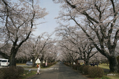 写真エッセイ：さくら宇宙公園さくら祭り７：NTW599