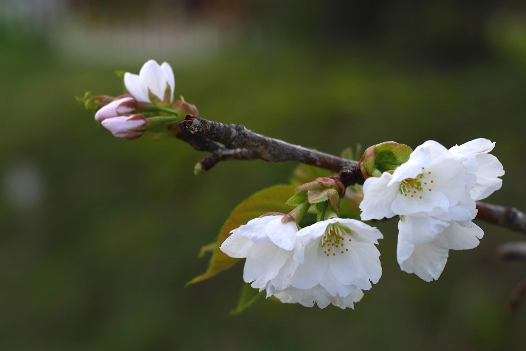 写真掌編：桜の下で 18：山桜２