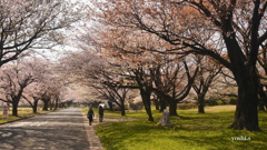 写真句：桜12：さくら公園３：NTW336