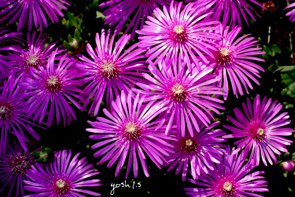 Shining flowers