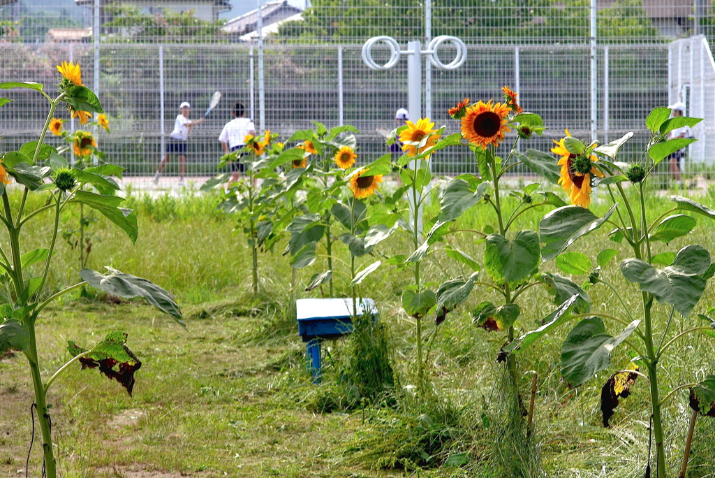 写真句：公園にて１