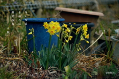 写真句：写ん歩道２：水仙