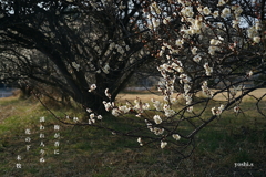 写真句：梅が香