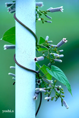 写真句：からみつく花２