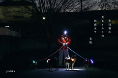 写真句：犬散歩の宵