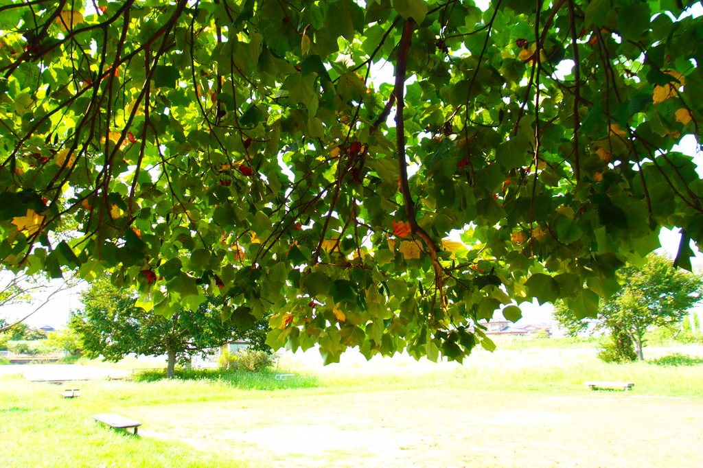 夏の記憶１：公園の夏