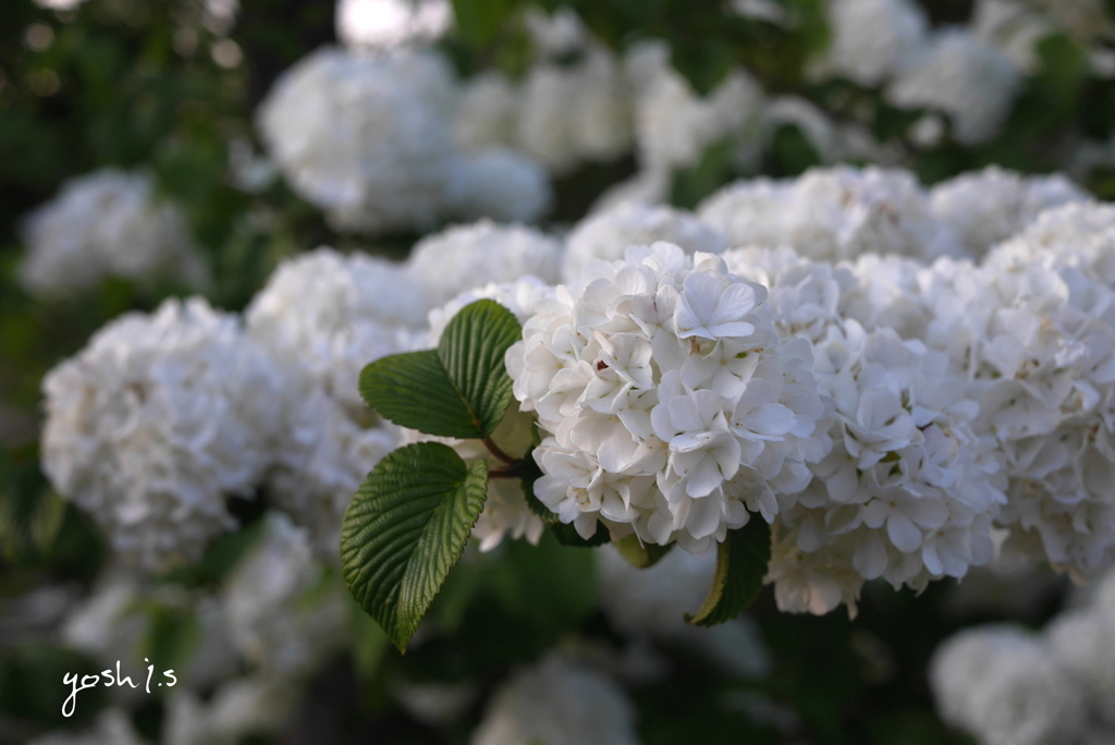 写真句：花二題の１：手毬花