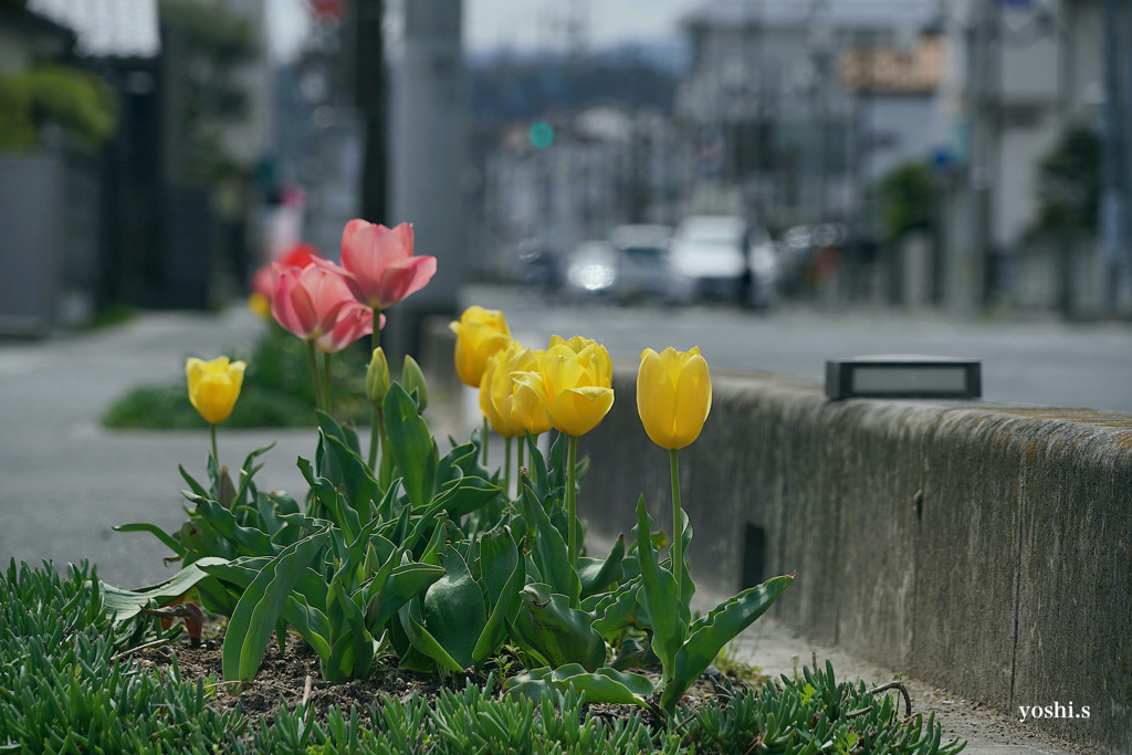 My dear flowers３：本町通りのチューリップ