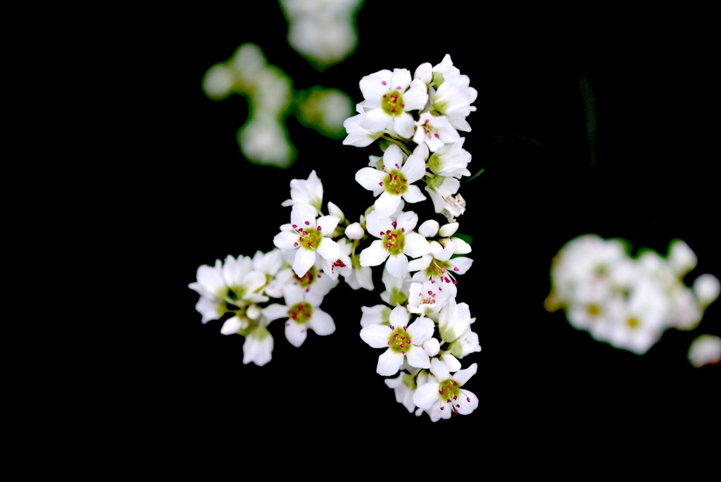 そばの花