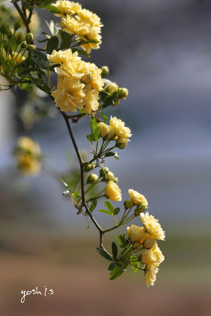 写真エッセイ：木香薔薇