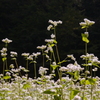 蕎麦の花