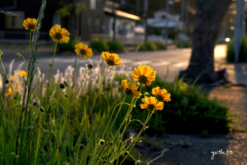 写真句：夕日影二題の１