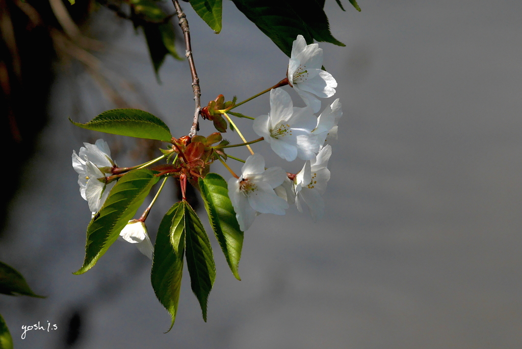 写真掌編：にほひをこせよ32：：山桜４：道を求める