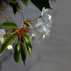 写真掌編：にほひをこせよ32：：山桜４：道を求める