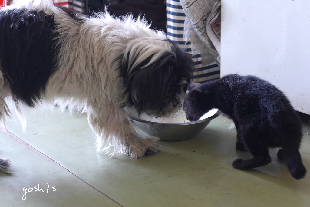 写真句：犬猫の仲：投稿2,100枚目