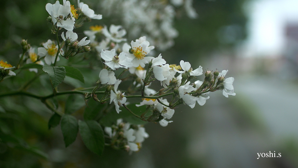写真句：散歩道の花：野茨