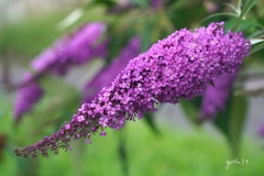 写真句：梅雨の晴れ間の花１