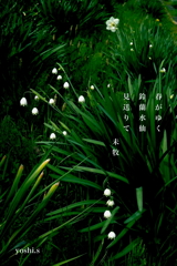 写真句：鈴蘭水仙