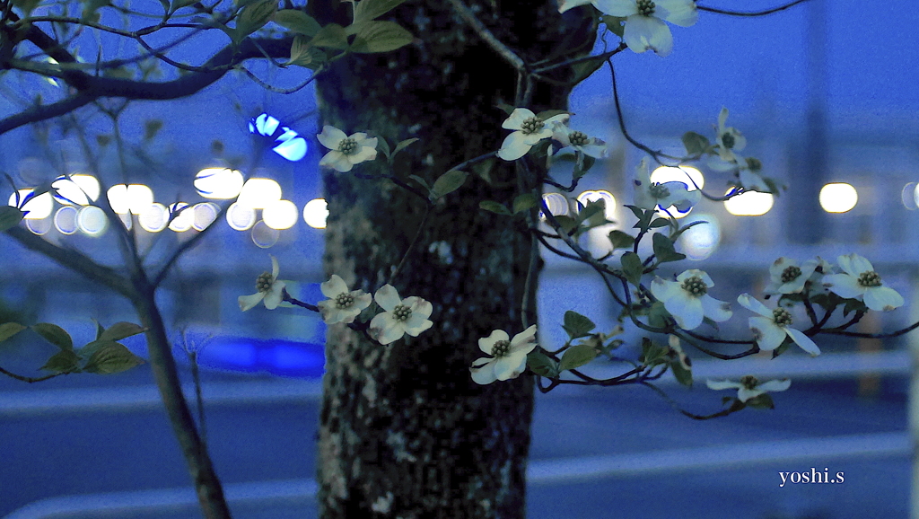 写真句：夕暮れの花