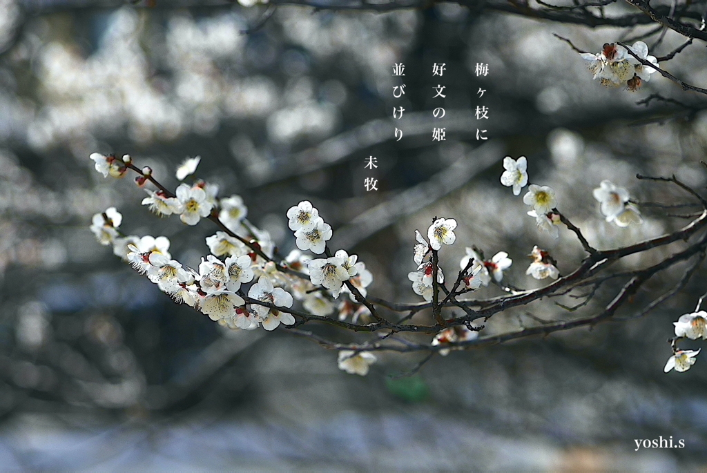 写真句：写真エッセイ：好文の姫君たち