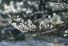 写真句：写真エッセイ：好文の姫君たち