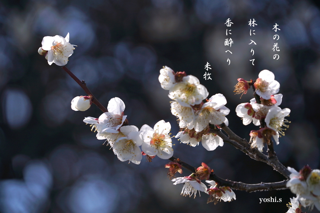 写真句：木の花