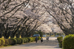 写真エッセイ：さくら公園すっ飛び行脚６